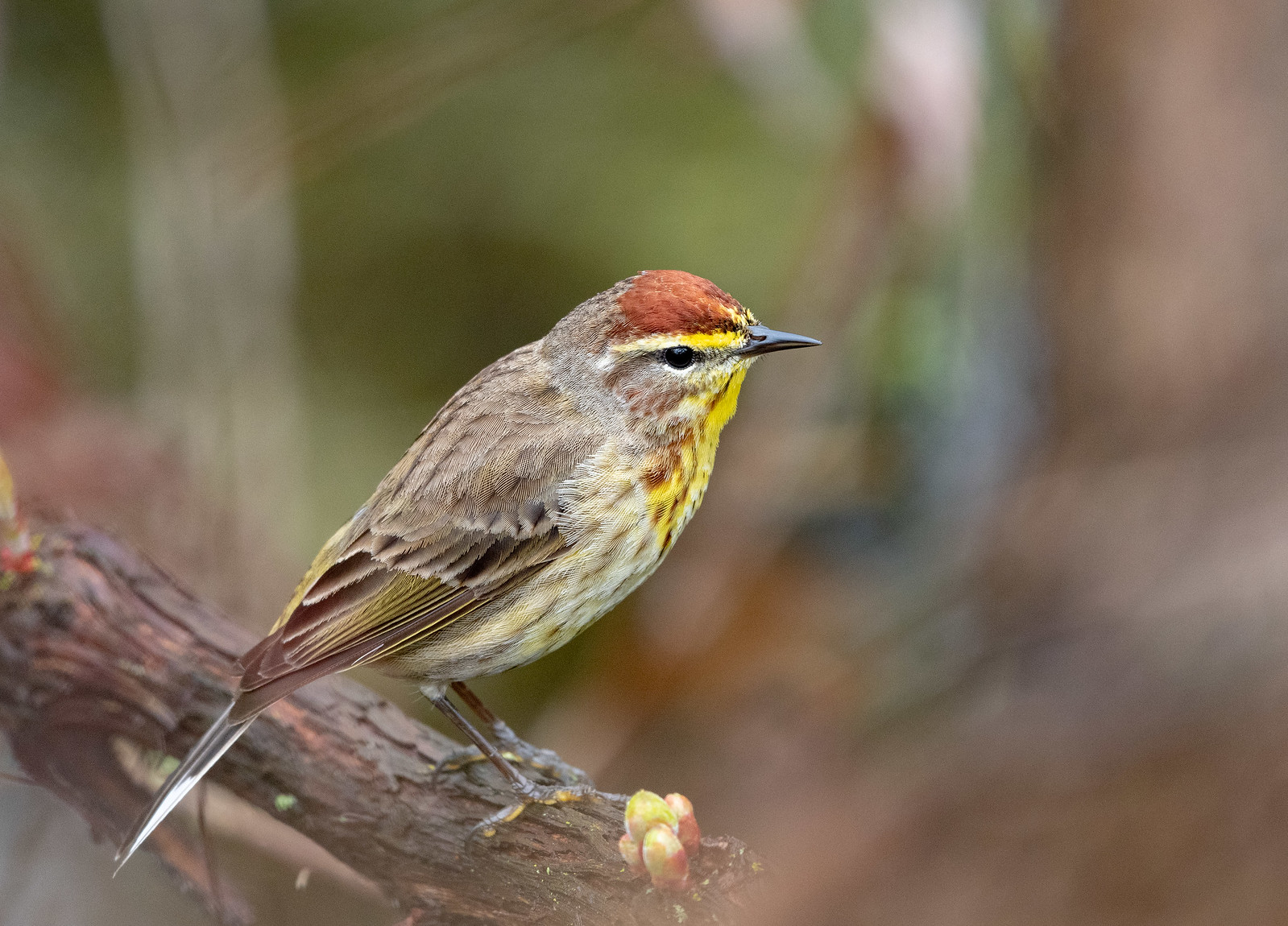 Western Palm Warbler