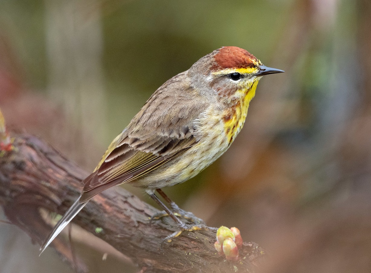 Palm Warbler