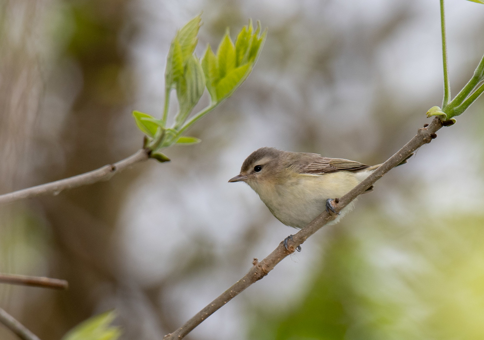 Philadelphia Vireo