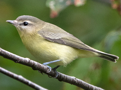 Philadelphia Vireo