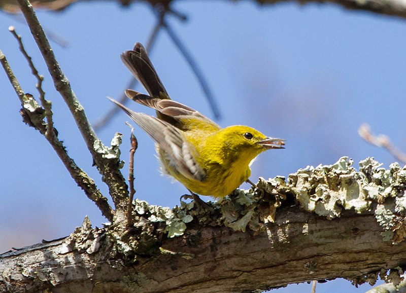 Pine Warbler Male