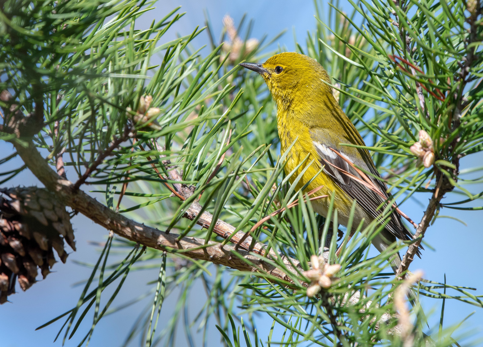 Pine Warbler Male