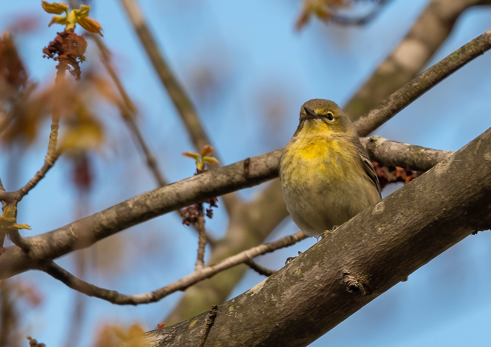 Pine Warbler Female