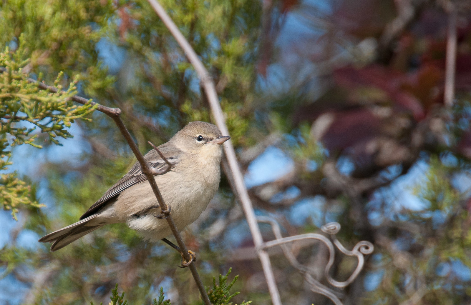 Pine Warbler Fall First-year