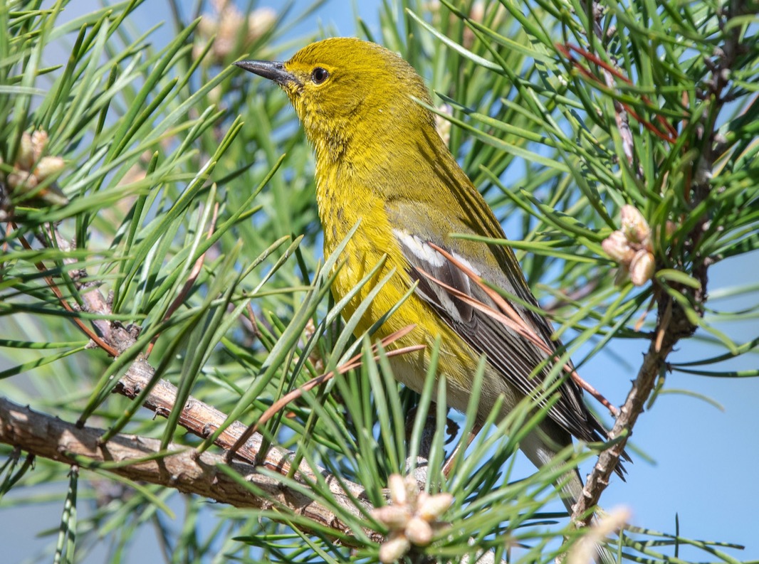 Pine Warbler