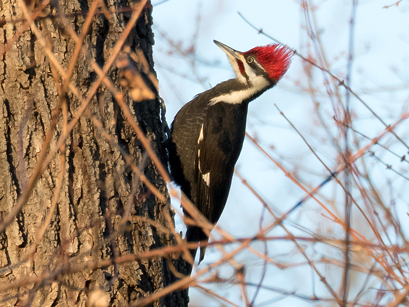 Pileated Woodpecker Male