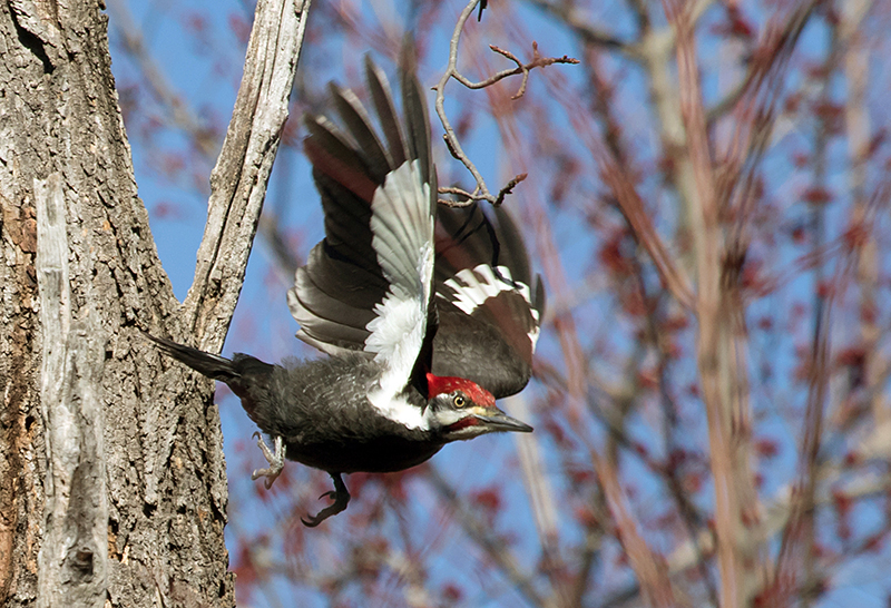 Pileated Woodpecker Male