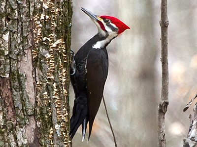 Pileated Woodpecker