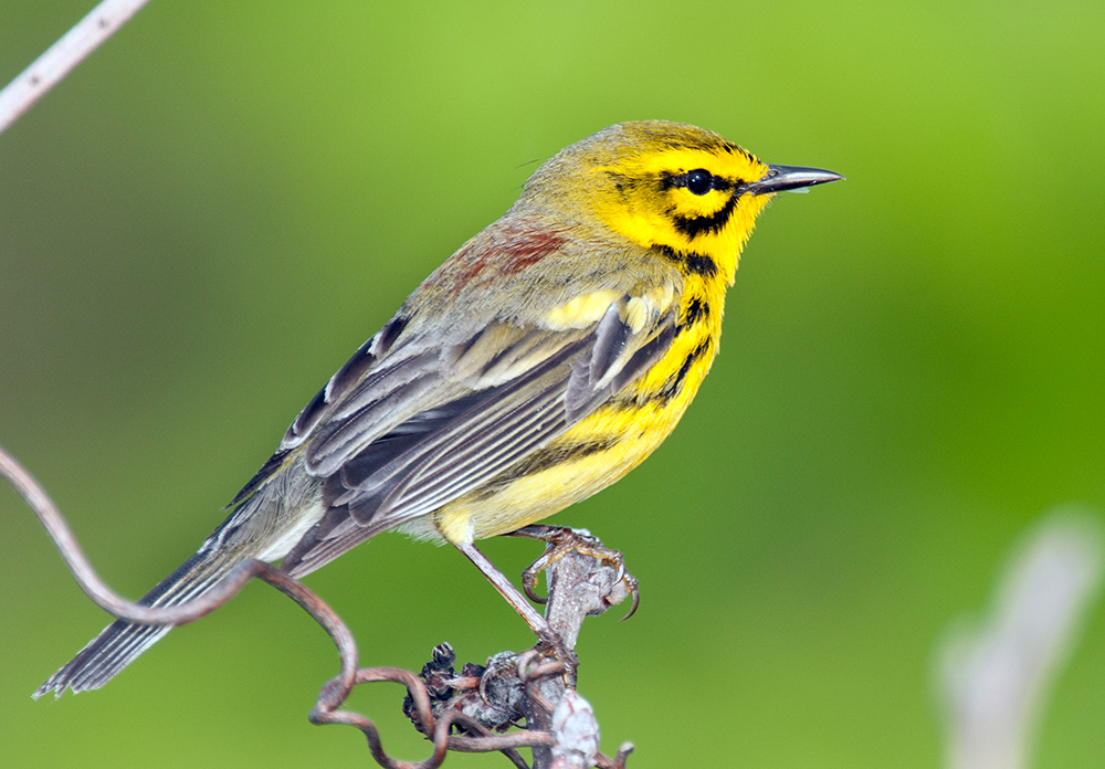 Prairie Warbler Male