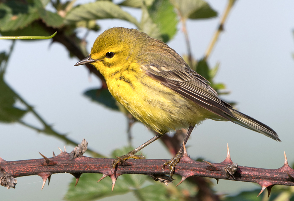 Prairie Warbler Female