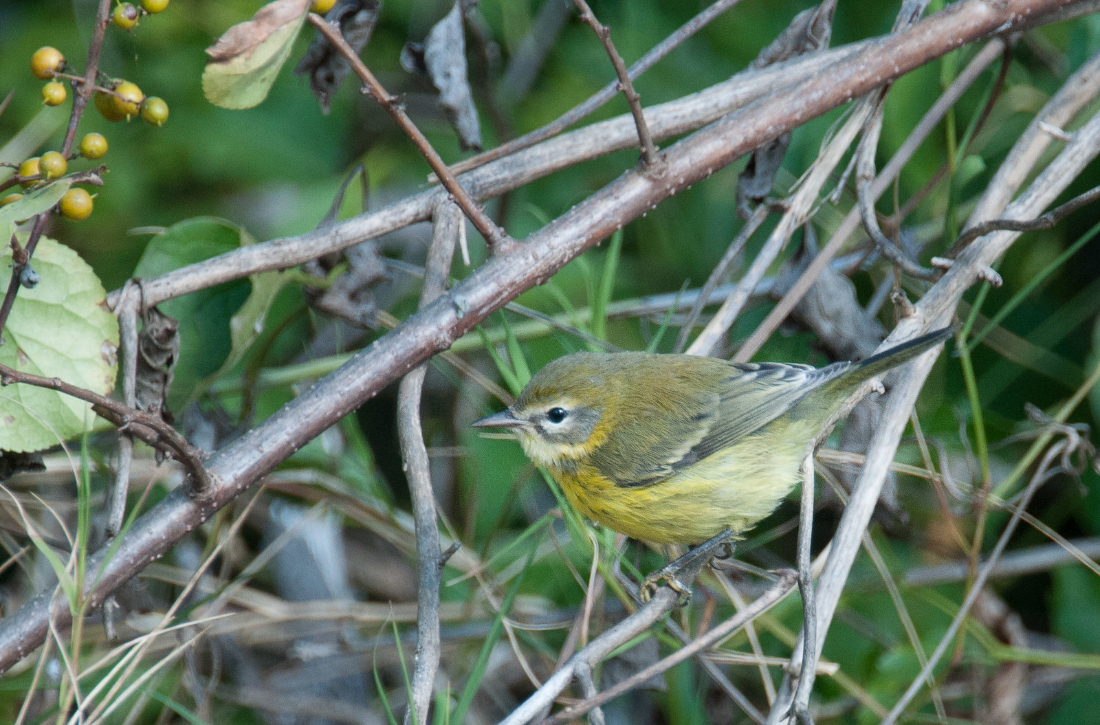 Prairie Warbler Female