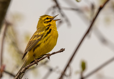 Prairie Warbler Male