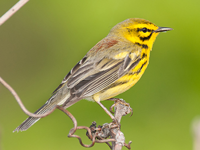 Prairie Warbler