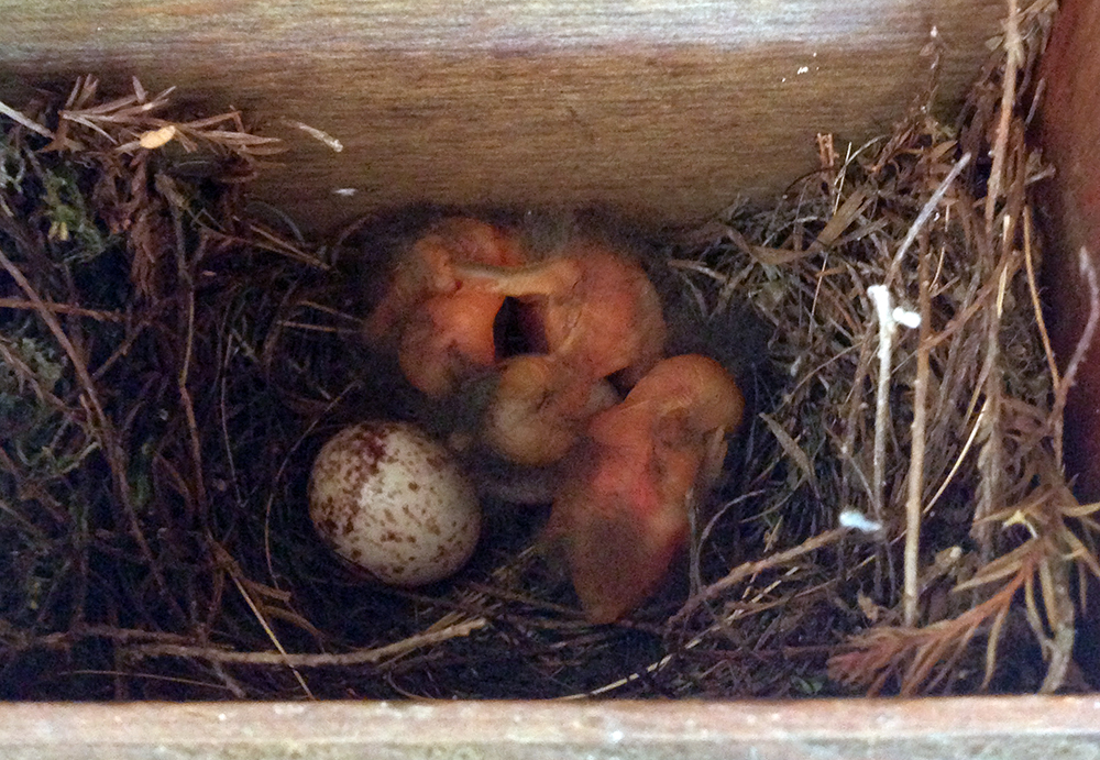 Prothonotary Warbler Newly-hatched Chicks