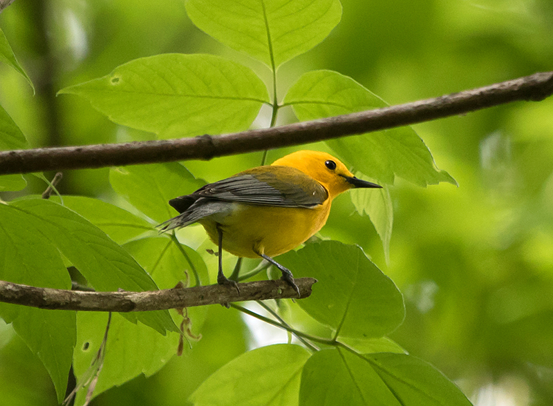 Prothonotary Warbler Male