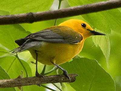 Prothonotary Warbler