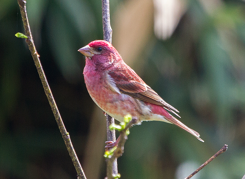 Purple Finch Male