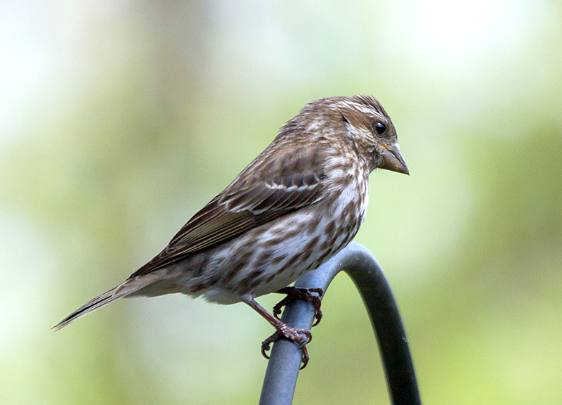 Purple Finch Female