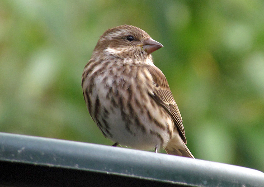 Purple Finch Female