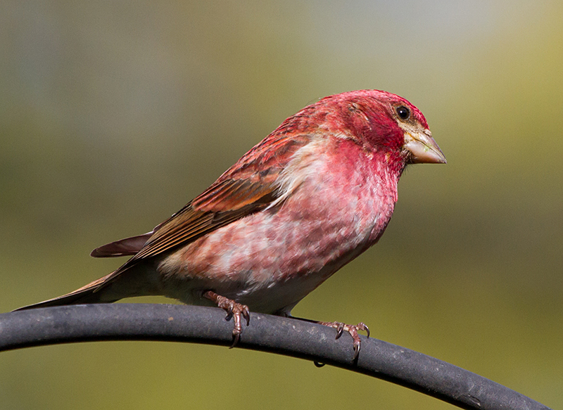 Purple Finch Male