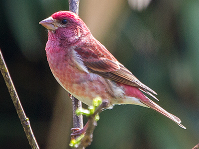 Purple Finch