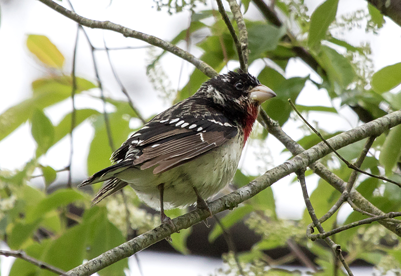 Rose-breasted Grosbeak Immature Male