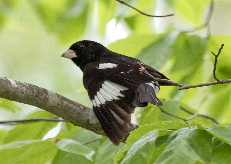 Rose-breasted Grosbeak Male