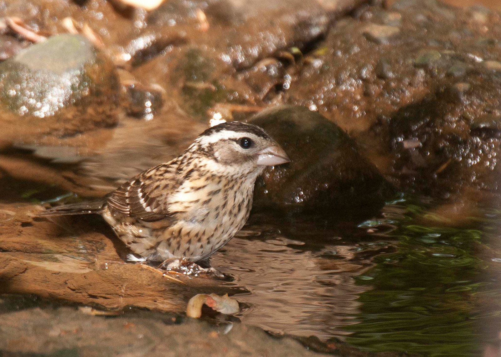 Rose-breasted Grosbeak Female