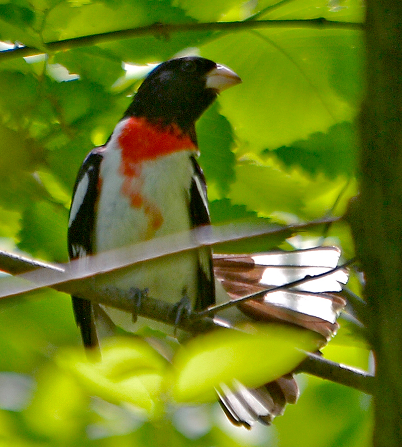 Rose-breasted Grosbeak Male