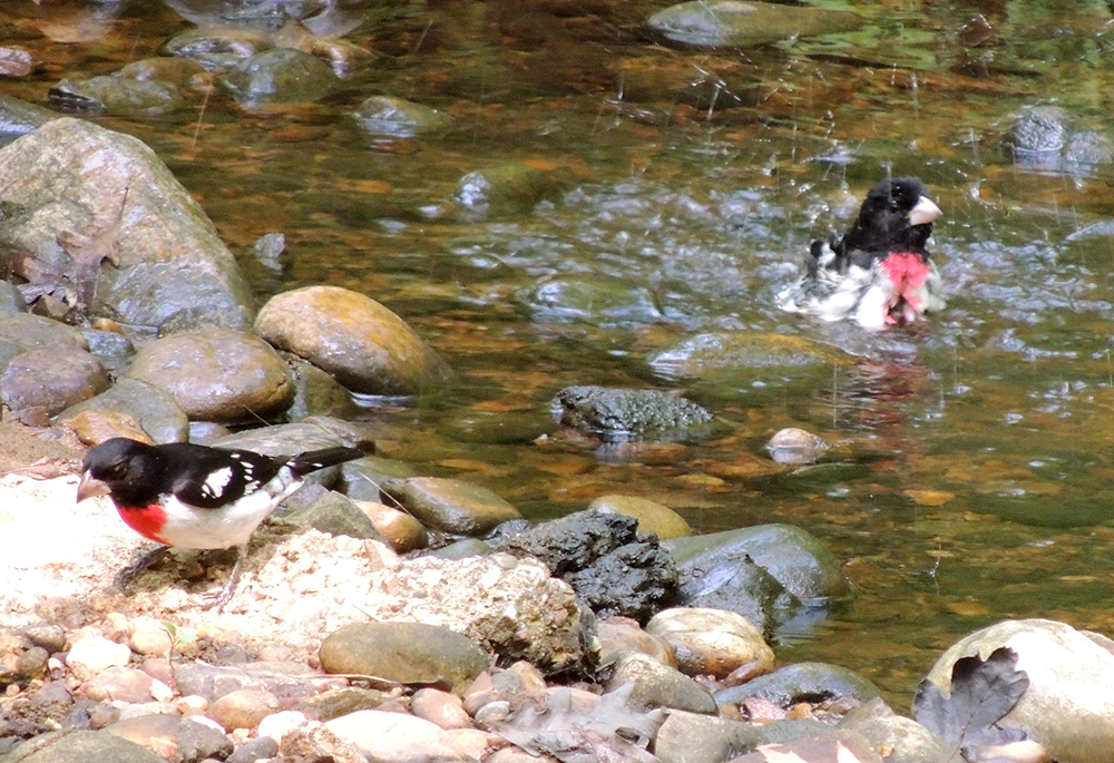 Rose-breasted Grosbeak Males