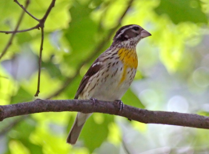 Rose-breasted Grosbeak Xanthochroism