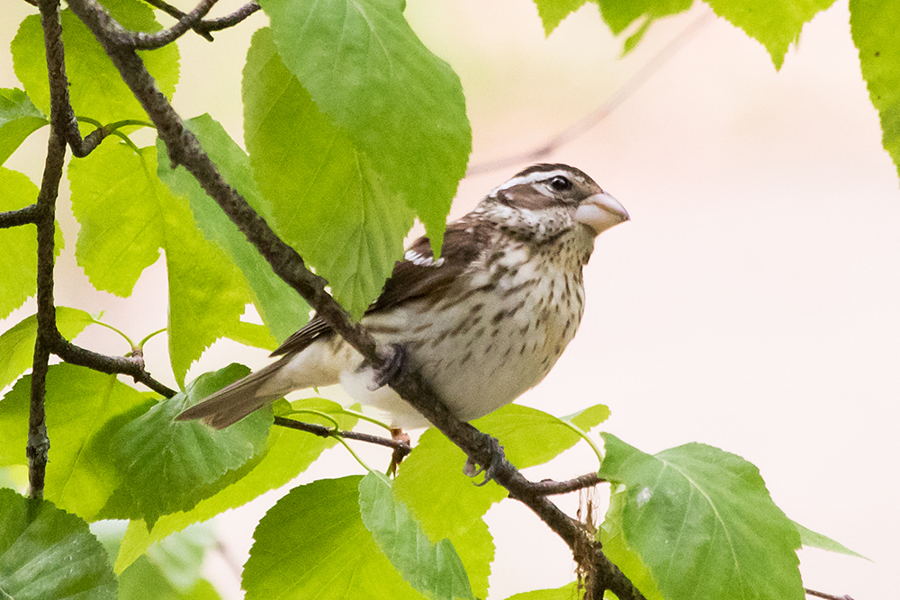 Rose-breasted Grosbeak Female