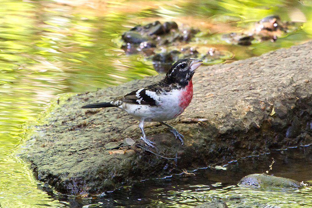 Rose-breasted Grosbeak Immature Male