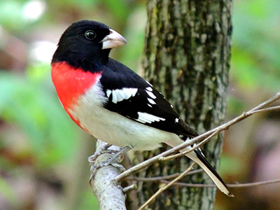 Rose-breasted Grosbeak