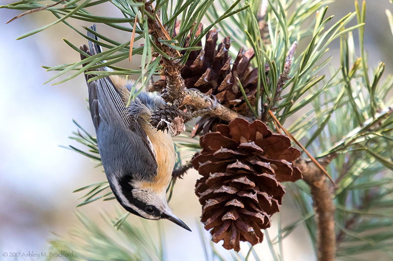 Red-breasted Nuthatch