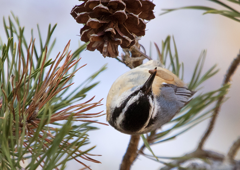 Red-breasted Nuthatch