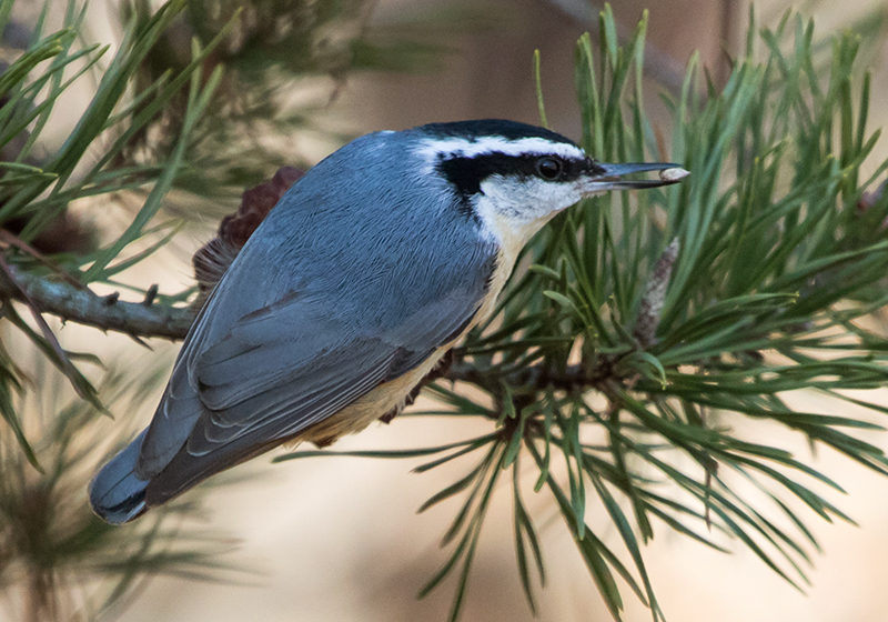 Red-breasted Nuthatch