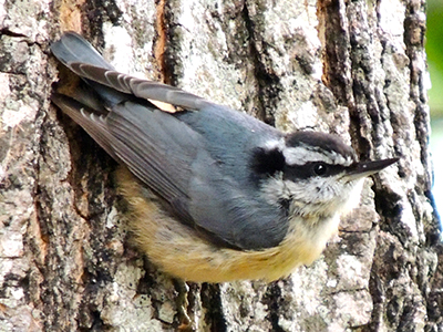 Red-breasted Nuthatch