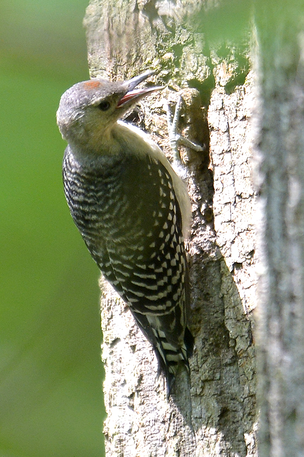 Juvenile Red-bellied Woodpecker