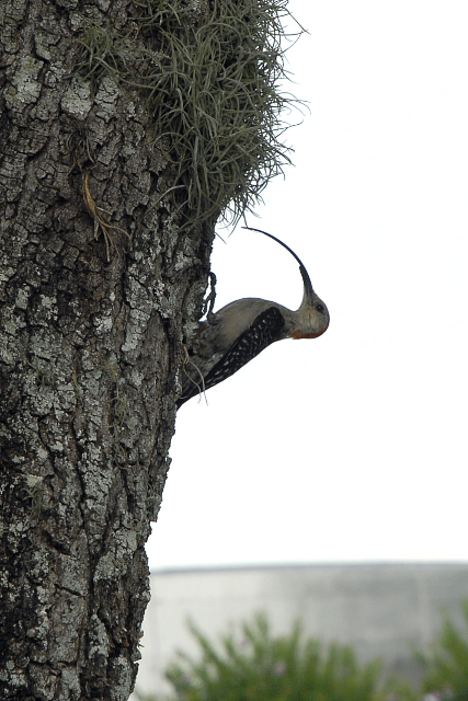 Red-bellied Woodpecker Deformed Bill