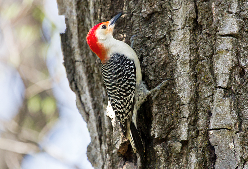 Red-bellied Woodpecker Male
