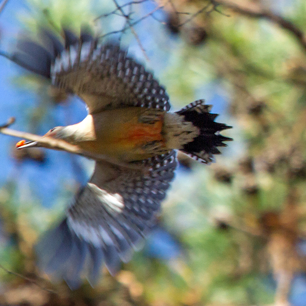 Red-bellied Woodpecker Showing Red Belly