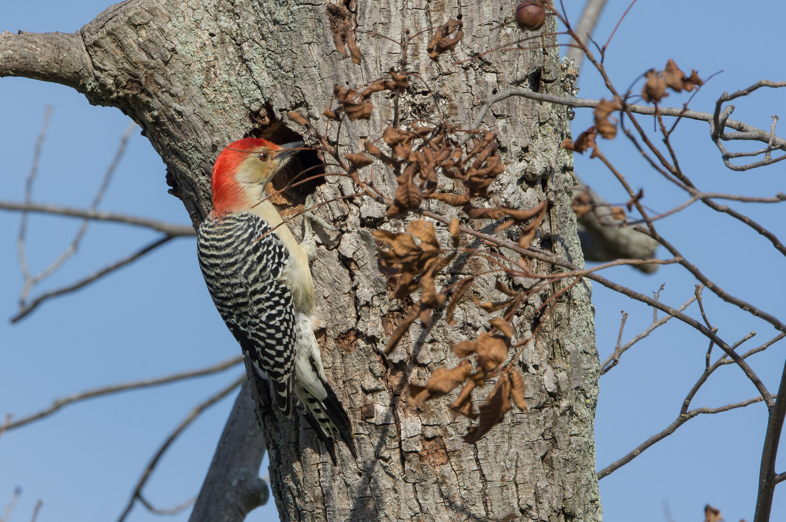 Red-bellied Woodpecker Male