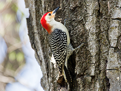 Red-bellied Woodpecker