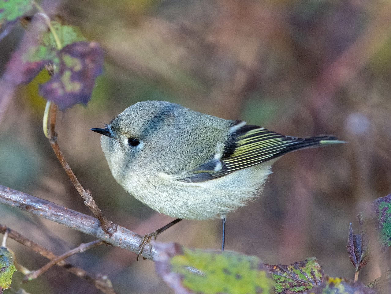 Ruby-crowned Kinglet