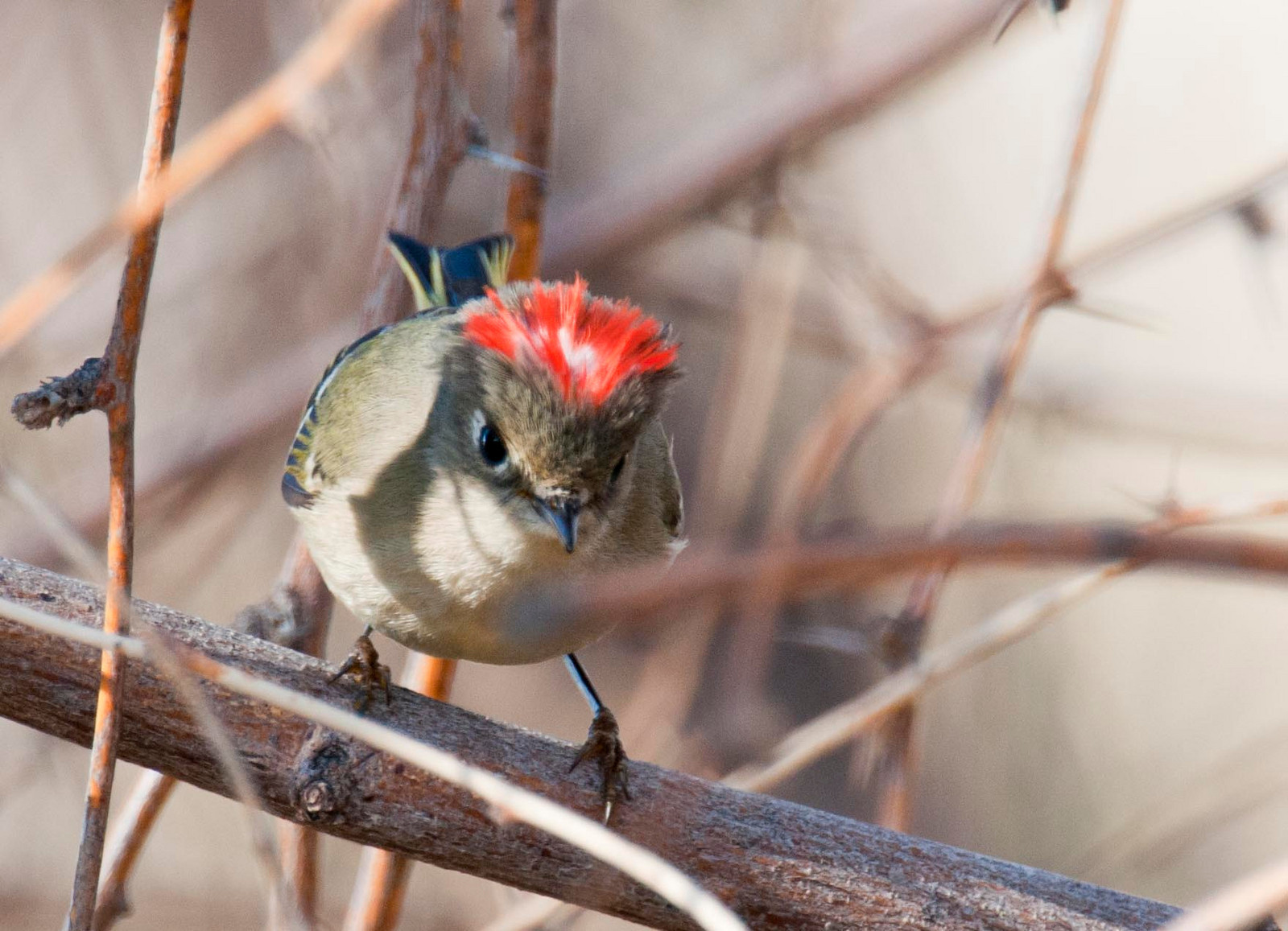 Ruby-crowned Kinglet Male