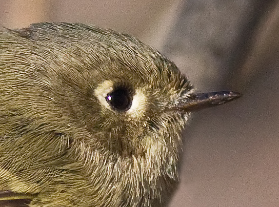 Ruby-crowned Kinglet Eyelashes