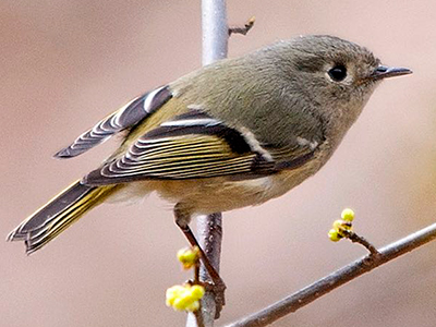 Ruby-crowned Kinglet