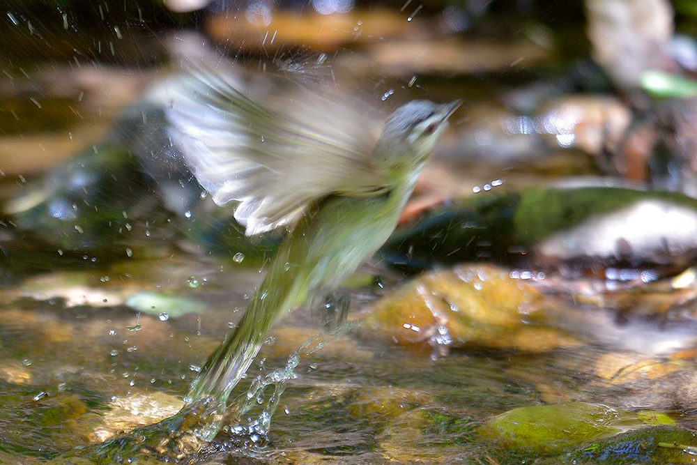 Red-eyed Vireo