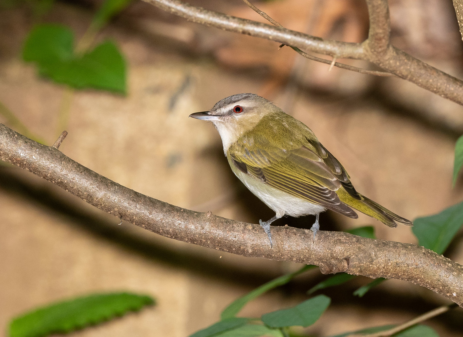 Red-eyed Vireo